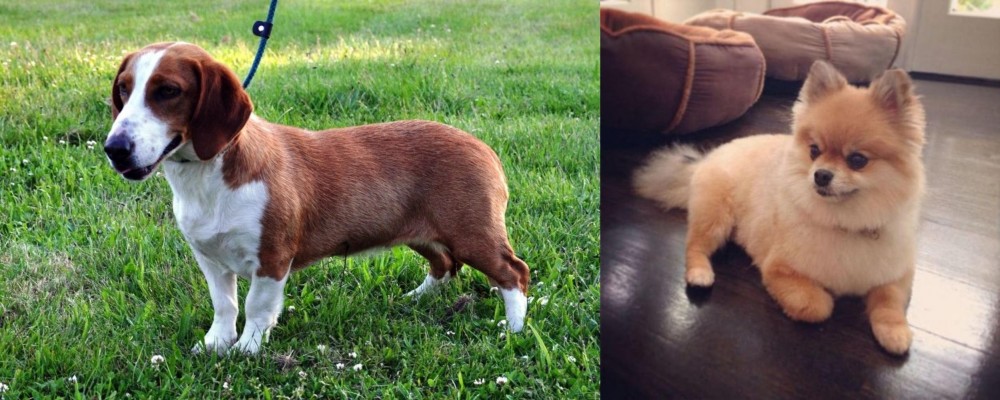 Pomeranian vs Drever - Breed Comparison