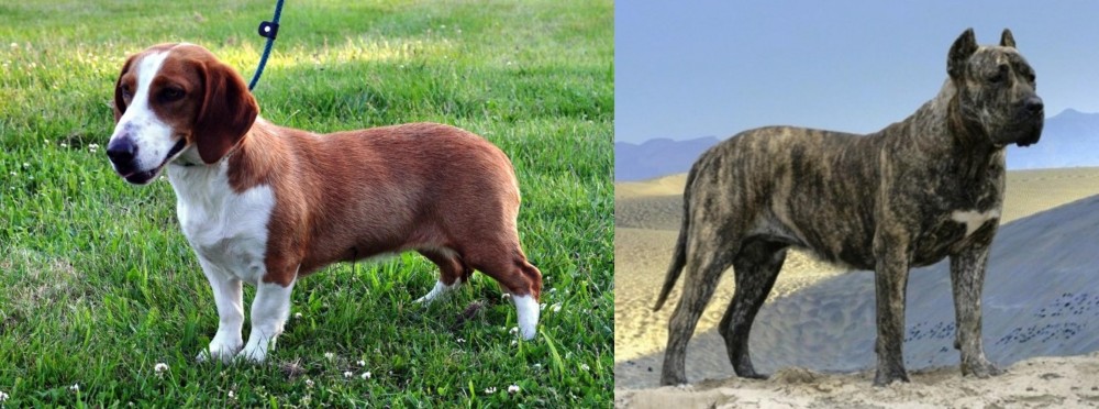 Presa Canario vs Drever - Breed Comparison