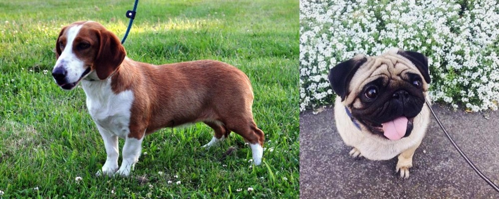 Pug vs Drever - Breed Comparison