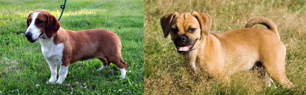 Puggle vs Drever - Breed Comparison