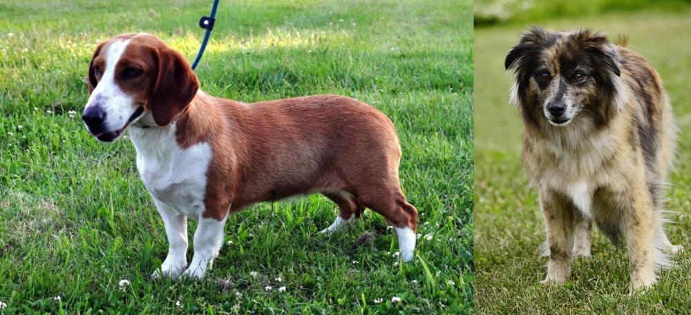 Pyrenean Shepherd vs Drever - Breed Comparison
