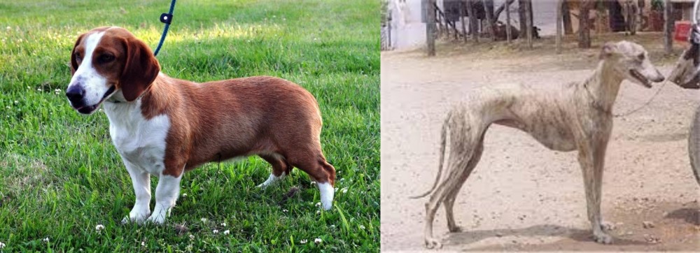 Rampur Greyhound vs Drever - Breed Comparison
