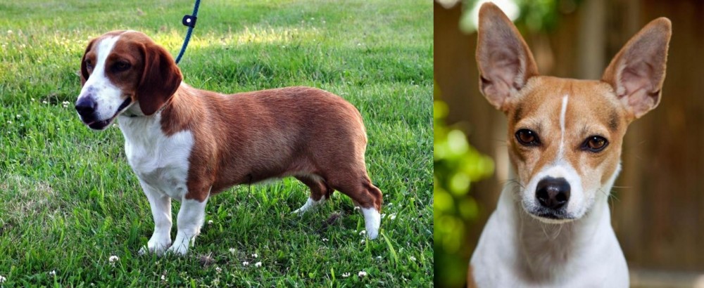 Rat Terrier vs Drever - Breed Comparison