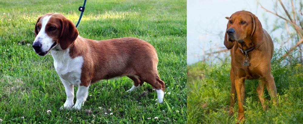 Redbone Coonhound vs Drever - Breed Comparison