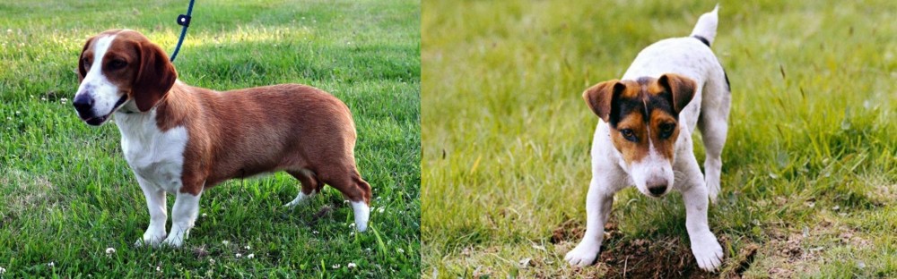 Russell Terrier vs Drever - Breed Comparison