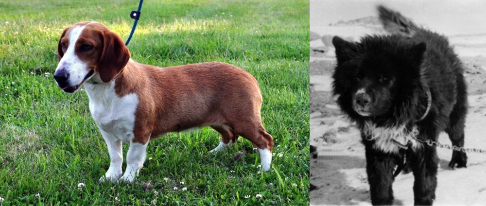 Sakhalin Husky vs Drever - Breed Comparison