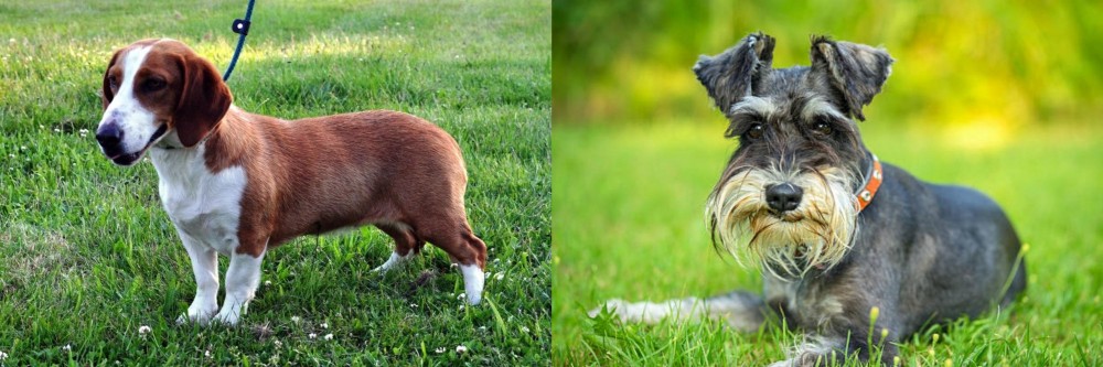 Schnauzer vs Drever - Breed Comparison