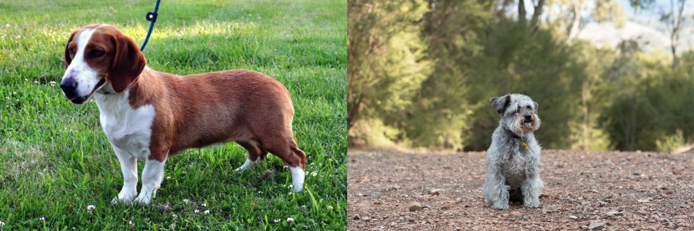 Schnoodle vs Drever - Breed Comparison