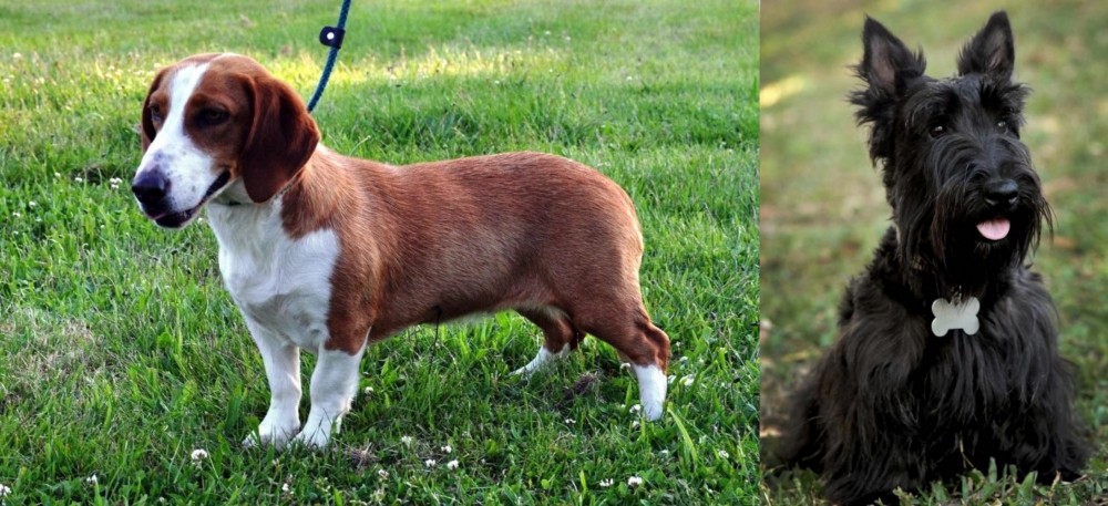 Scoland Terrier vs Drever - Breed Comparison