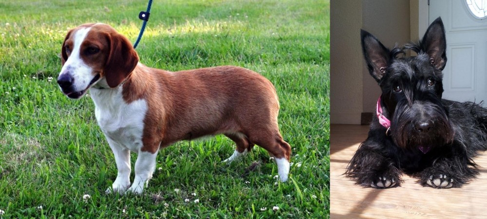 Scottish Terrier vs Drever - Breed Comparison
