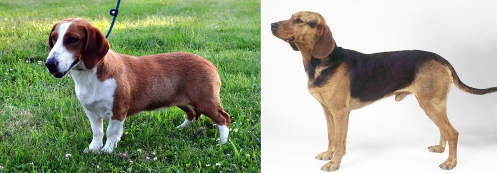 Serbian Hound vs Drever - Breed Comparison