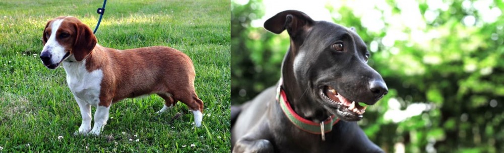 Shepard Labrador vs Drever - Breed Comparison
