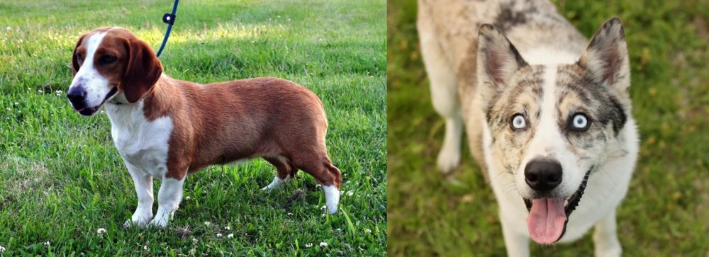 Shepherd Husky vs Drever - Breed Comparison