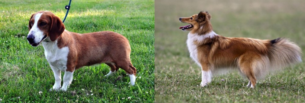 Shetland Sheepdog vs Drever - Breed Comparison