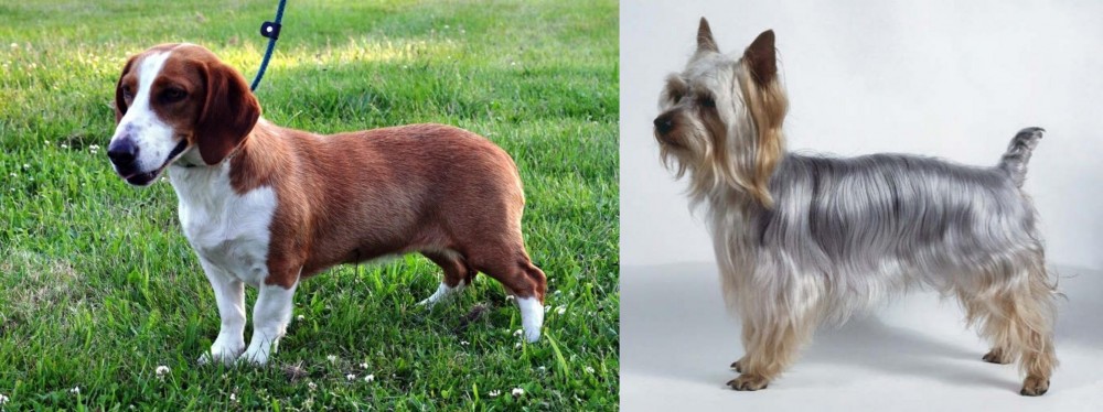 Silky Terrier vs Drever - Breed Comparison