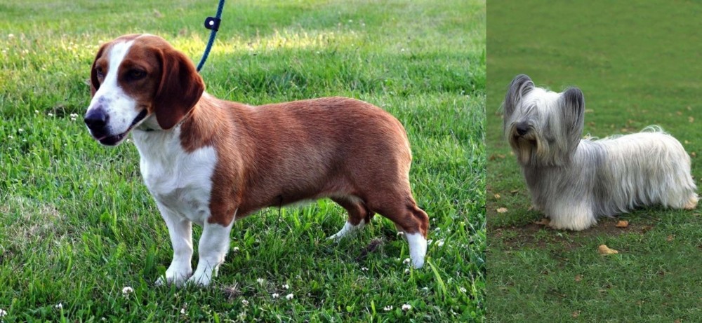 Skye Terrier vs Drever - Breed Comparison
