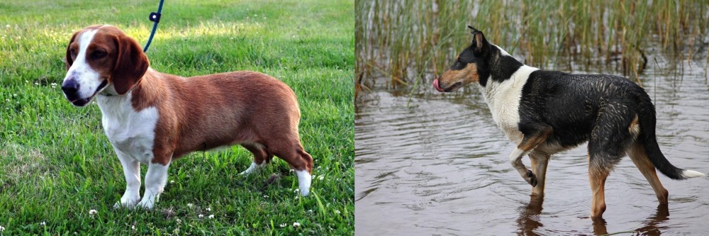 Smooth Collie vs Drever - Breed Comparison