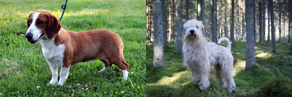 Soft-Coated Wheaten Terrier vs Drever - Breed Comparison