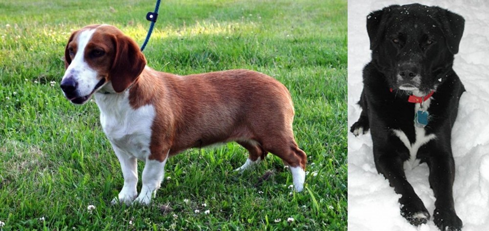 St. John's Water Dog vs Drever - Breed Comparison