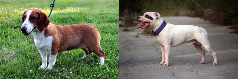 Staffordshire Bull Terrier vs Drever - Breed Comparison