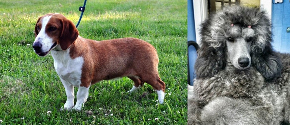 Standard Poodle vs Drever - Breed Comparison