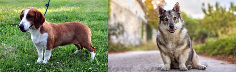Swedish Vallhund vs Drever - Breed Comparison