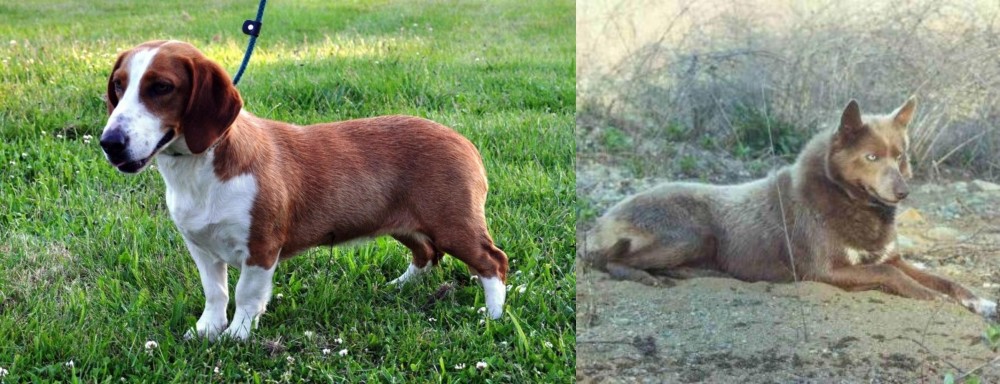 Tahltan Bear Dog vs Drever - Breed Comparison