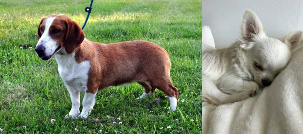 Tea Cup Chihuahua vs Drever - Breed Comparison
