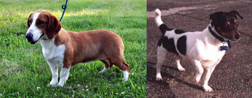 Teddy Roosevelt Terrier vs Drever - Breed Comparison