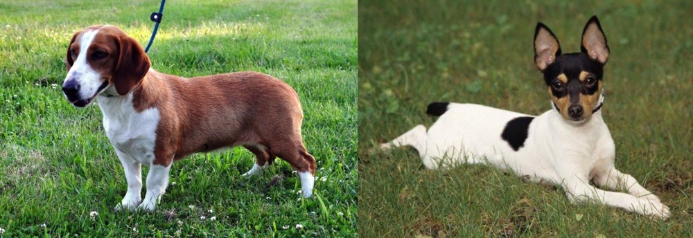 Toy Fox Terrier vs Drever - Breed Comparison