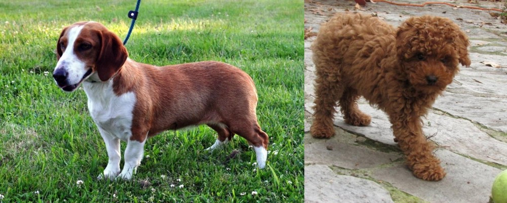Toy Poodle vs Drever - Breed Comparison