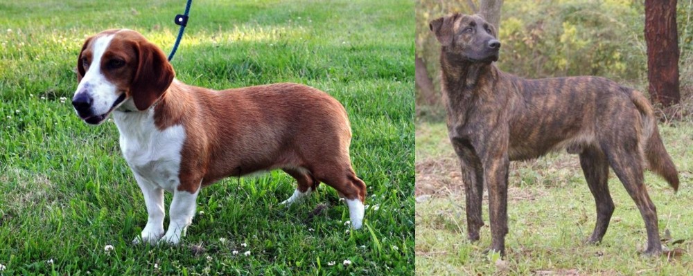 Treeing Tennessee Brindle vs Drever - Breed Comparison