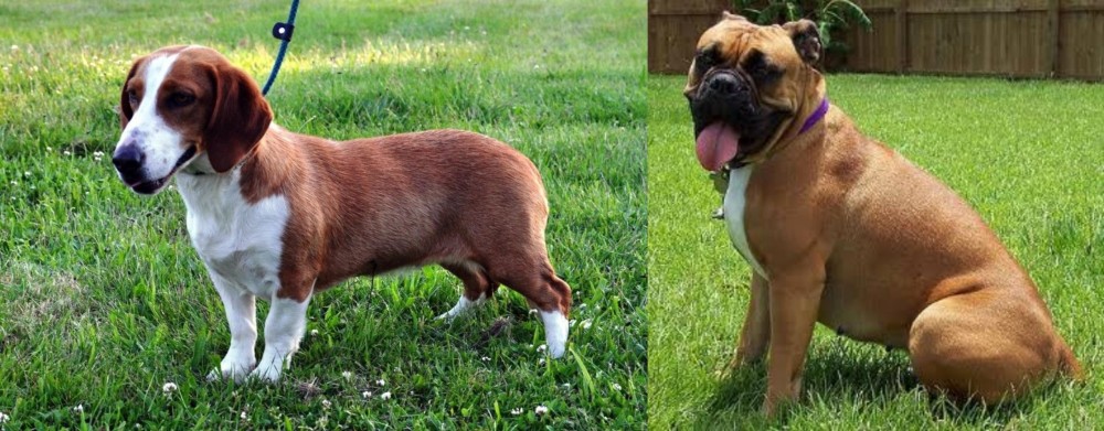 Valley Bulldog vs Drever - Breed Comparison