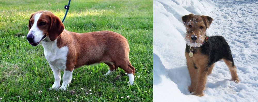 Welsh Terrier vs Drever - Breed Comparison