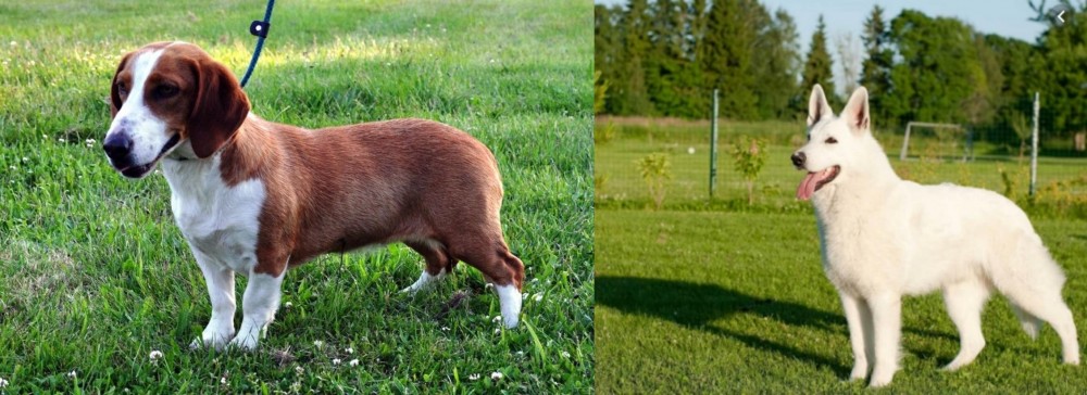 White Shepherd vs Drever - Breed Comparison
