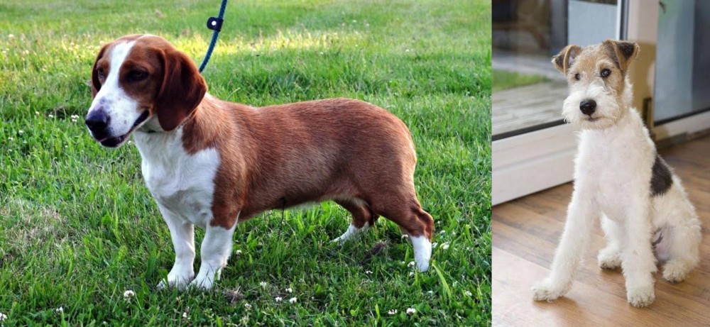 Wire Fox Terrier vs Drever - Breed Comparison