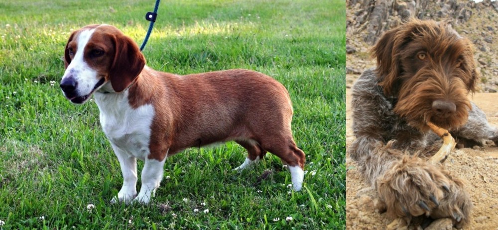 Wirehaired Pointing Griffon vs Drever - Breed Comparison