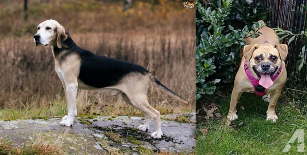 Beabull vs Dunker - Breed Comparison