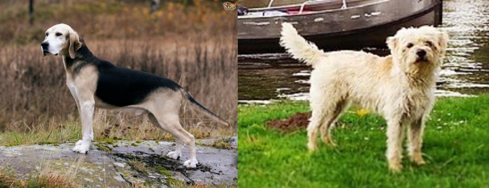 Dutch Smoushond vs Dunker - Breed Comparison