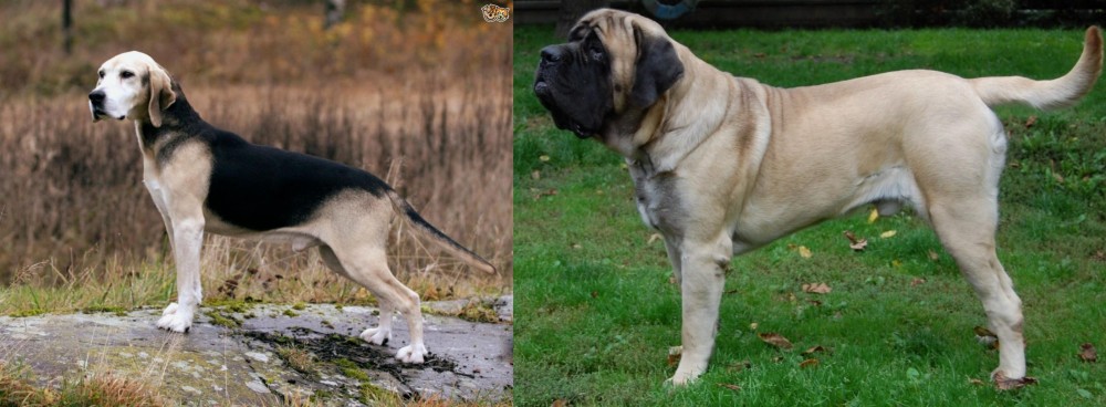 English Mastiff vs Dunker - Breed Comparison