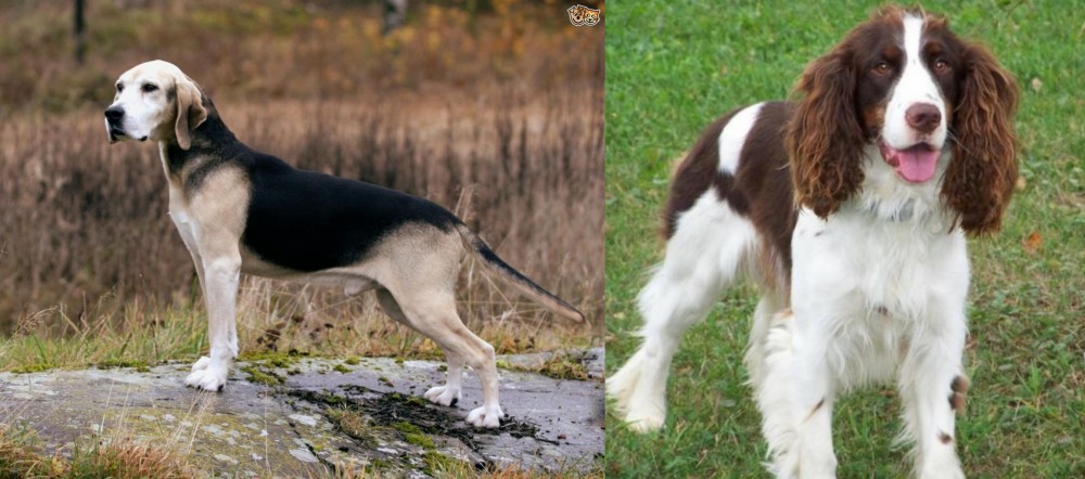 English Springer Spaniel vs Dunker - Breed Comparison