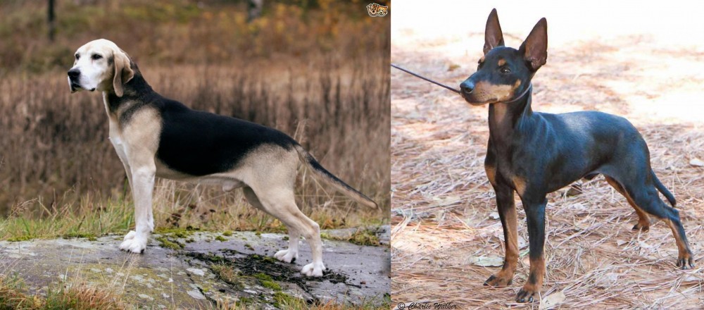English Toy Terrier (Black & Tan) vs Dunker - Breed Comparison