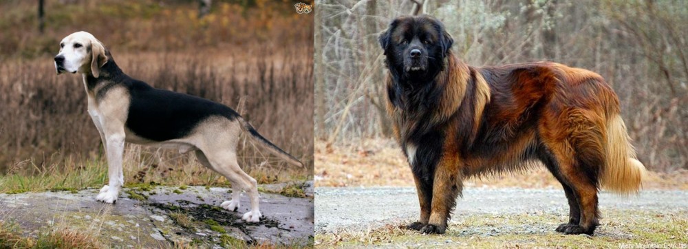 Estrela Mountain Dog vs Dunker - Breed Comparison