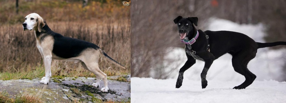 Eurohound vs Dunker - Breed Comparison