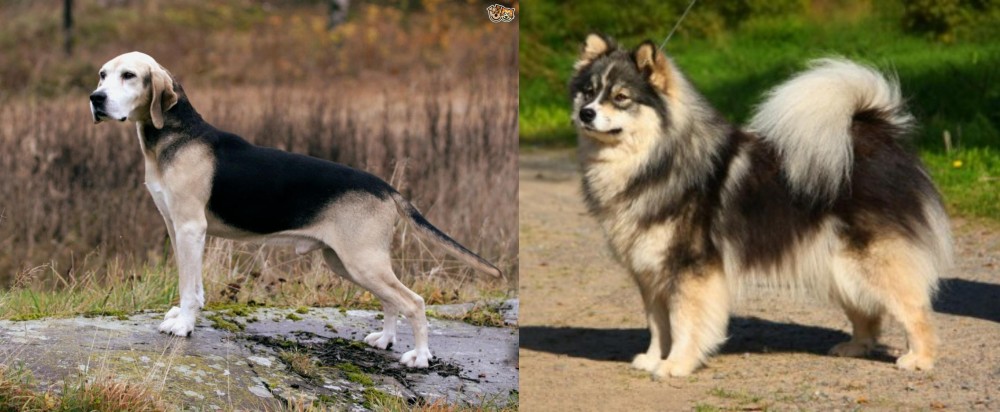 Finnish Lapphund vs Dunker - Breed Comparison