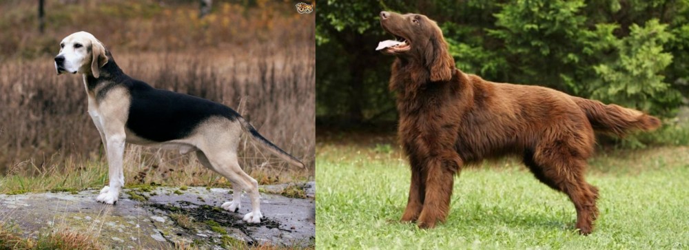 Flat-Coated Retriever vs Dunker - Breed Comparison