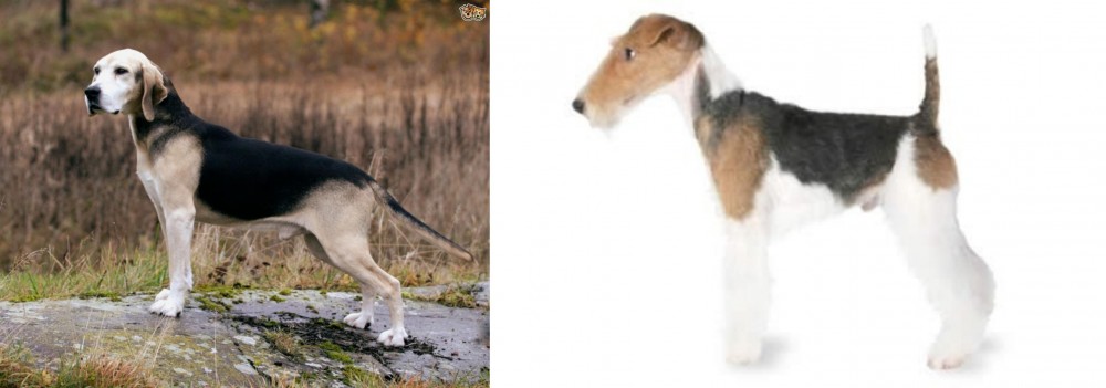Fox Terrier vs Dunker - Breed Comparison