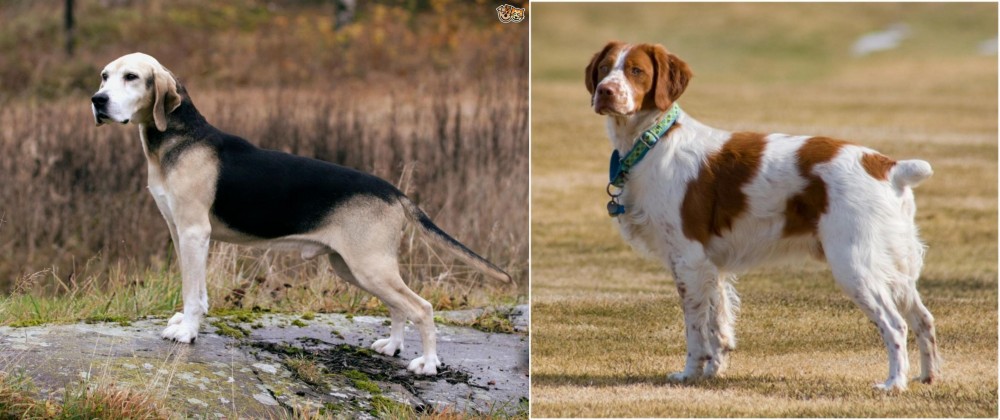 French Brittany vs Dunker - Breed Comparison