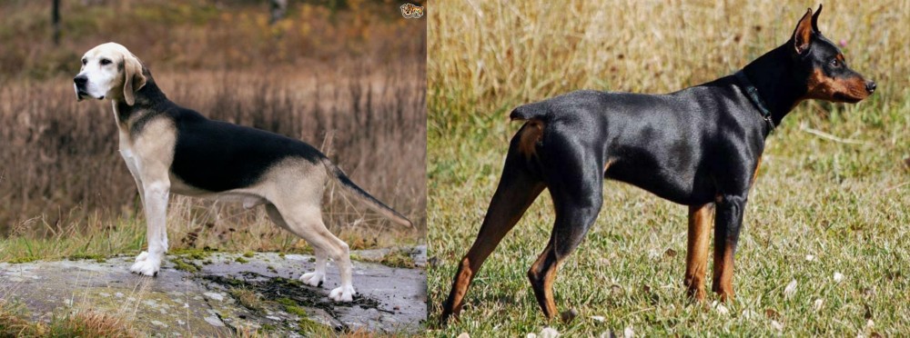 German Pinscher vs Dunker - Breed Comparison