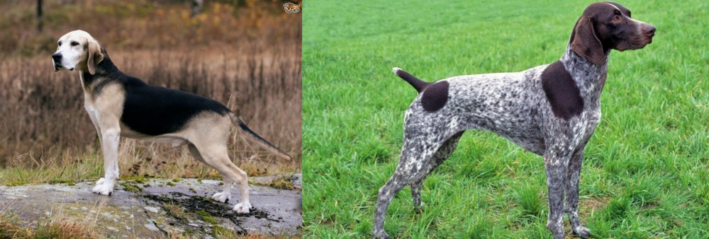 German Shorthaired Pointer vs Dunker - Breed Comparison